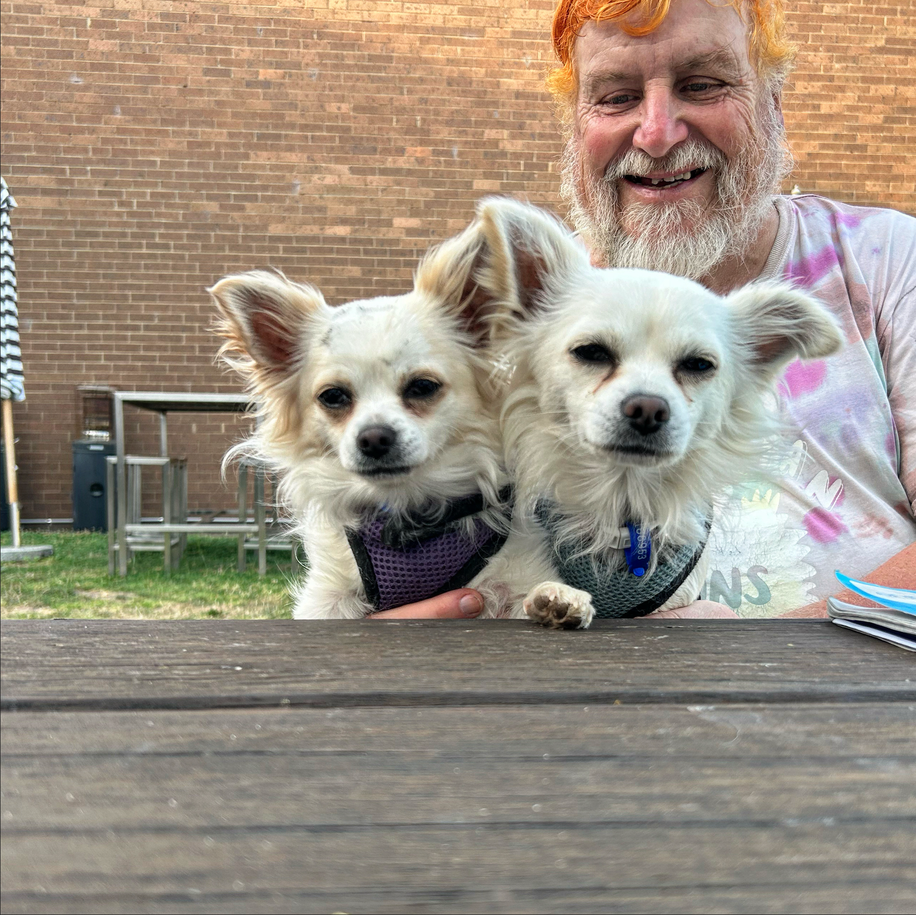 A man with orange hair and a grey beard sits at a wooden table outdoors with two white chihuahuas on his lap. 