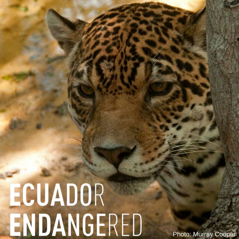 Close-up of a leopard's face, Text in the corner of the picture reading: EQUADOR ENDANGERED