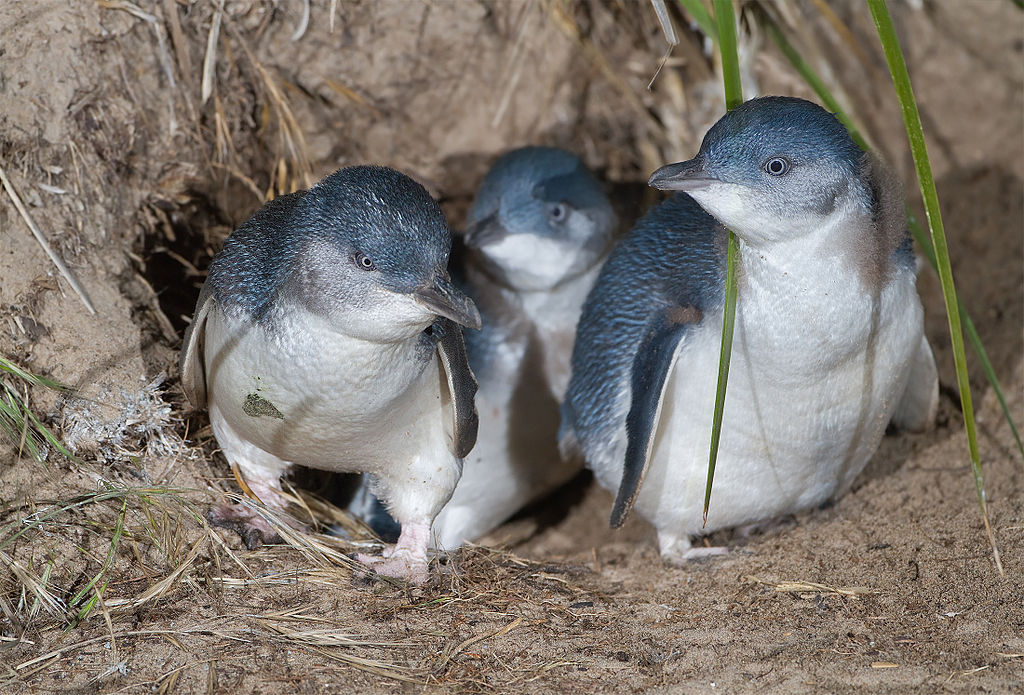 Picture of Little Penguins.