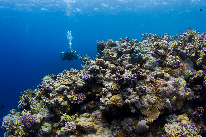 Coral reef and scuba diver.