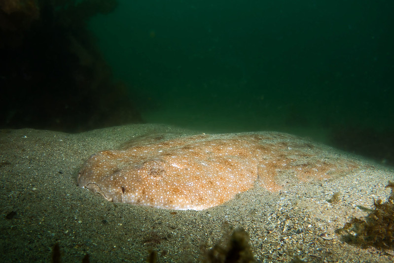 Eastern angelshark.