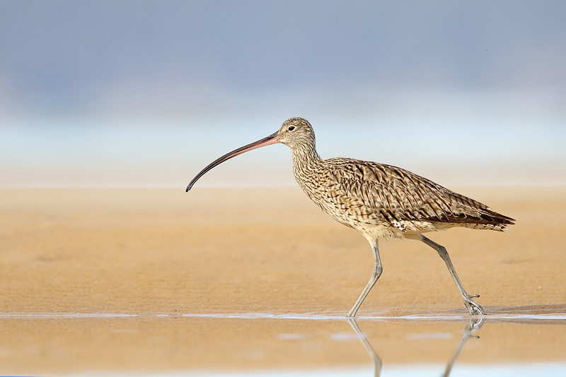 A critically endangered Eastern Curlew.