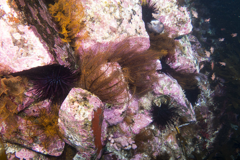 Sea urchins are one of the species moving south. Image: John Turnbull.