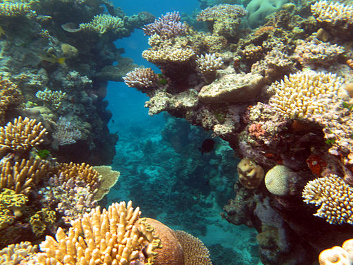 Coral growing on Great Barrier Reef