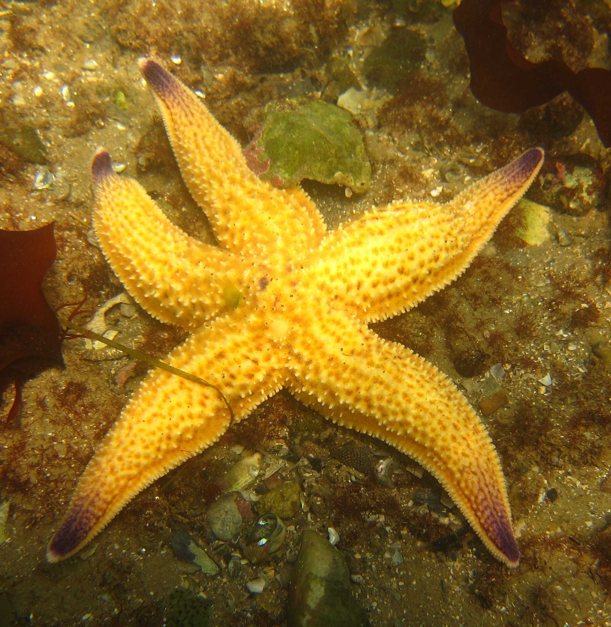 The northern Pacific seastar, arguably southern Australia's most damaging marine pest species