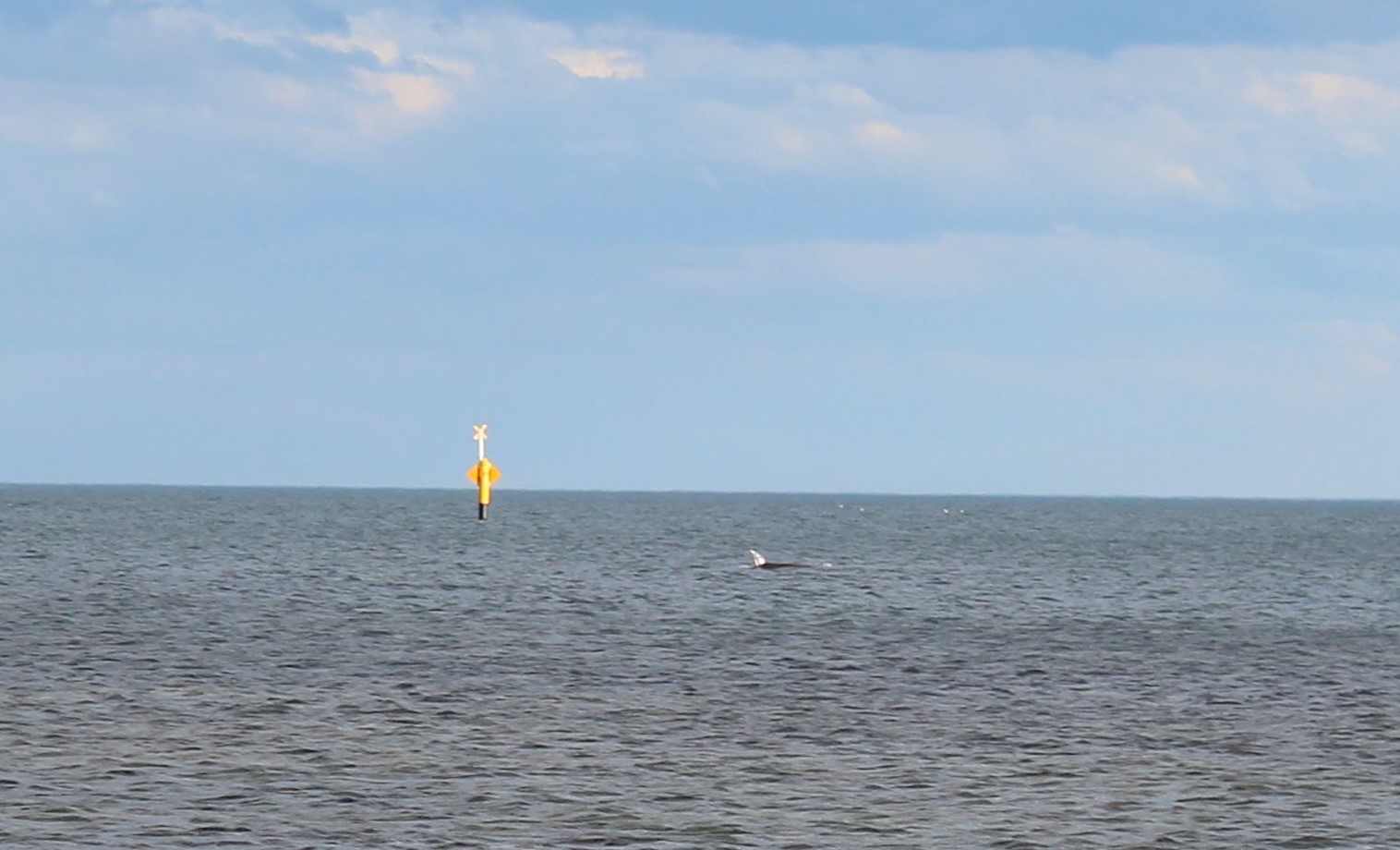 Dolphin at Point Cooke Marine Sanctuary 