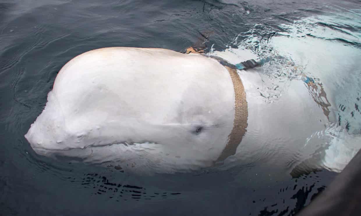 Hvaldimir the alleged spy beluga