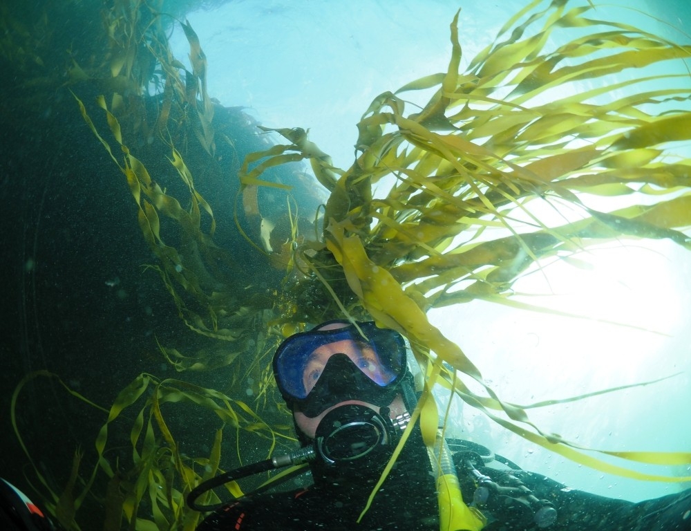 Phil Watson with kelp