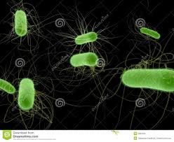 E. coli bacteria