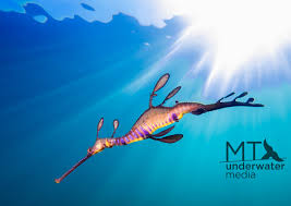 Weedy Seadragon Matt Testoni