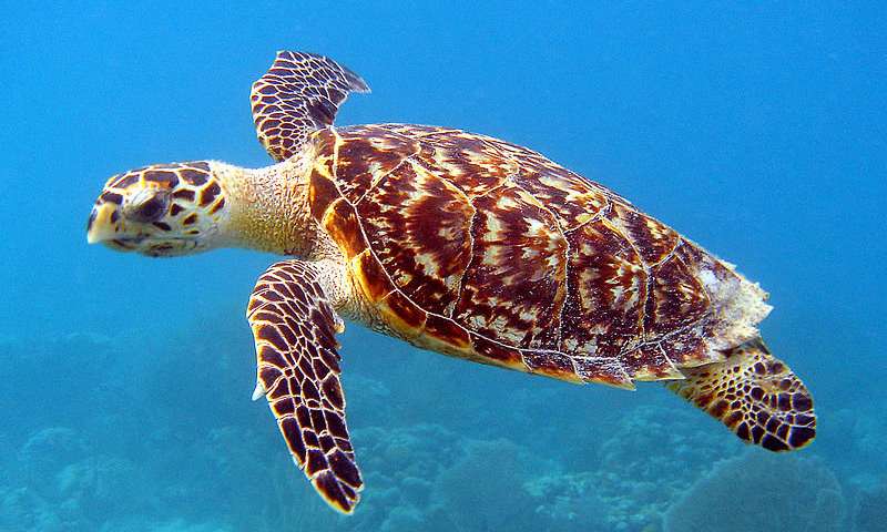 Hawkesbill turtle swimming the ocean. 