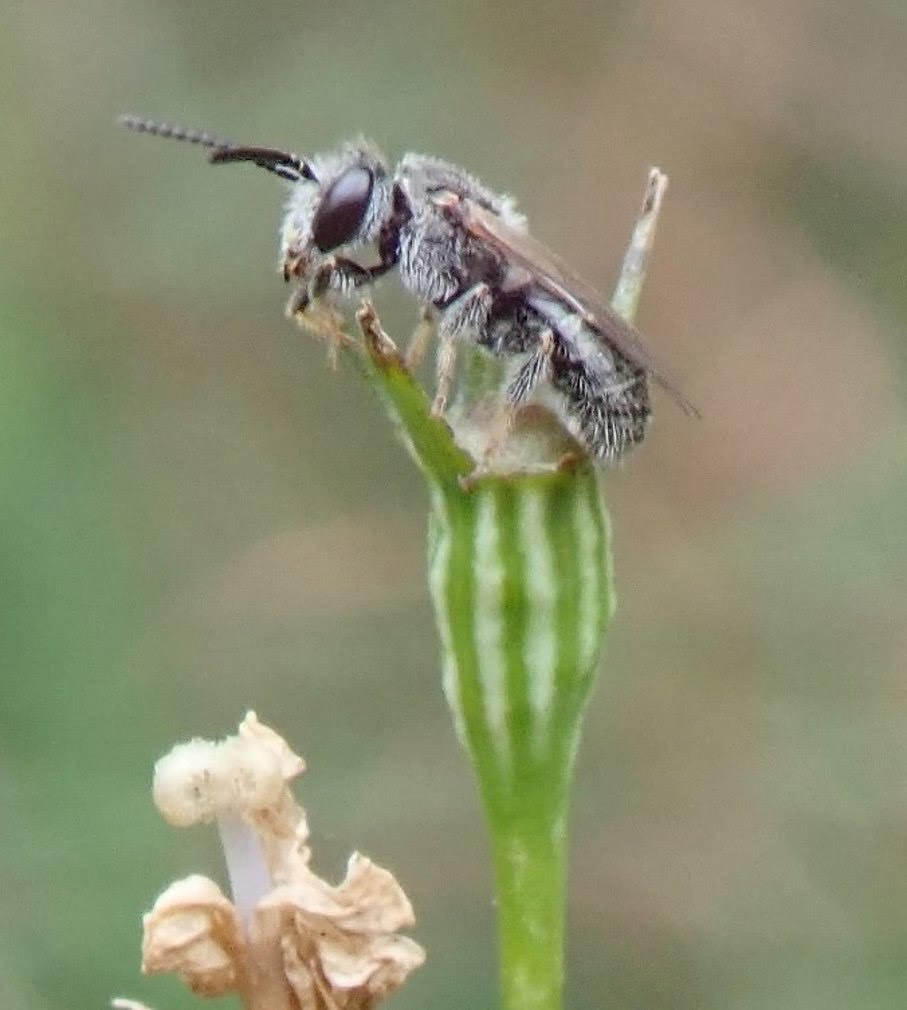A native bee perched on a flower 
