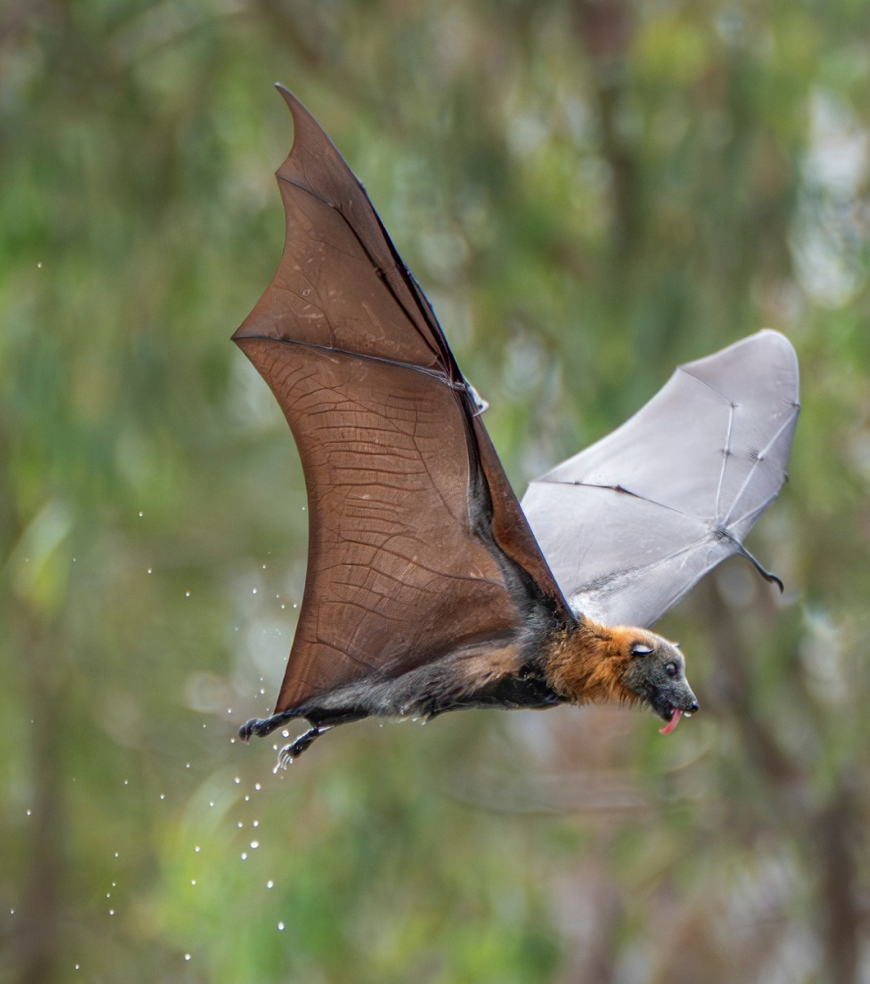Pic from Wildlife Victoria of a greyheaded flying fox
