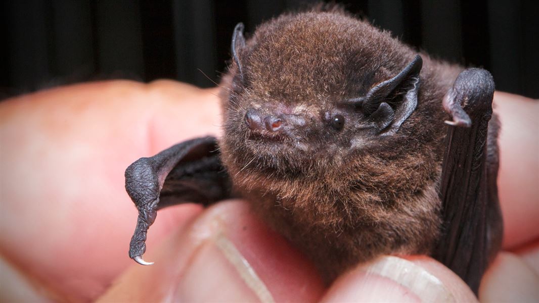 Pekapeka-tou-roa (long-tailed bat) wins Bird of the Year 2021 in Aotearoa