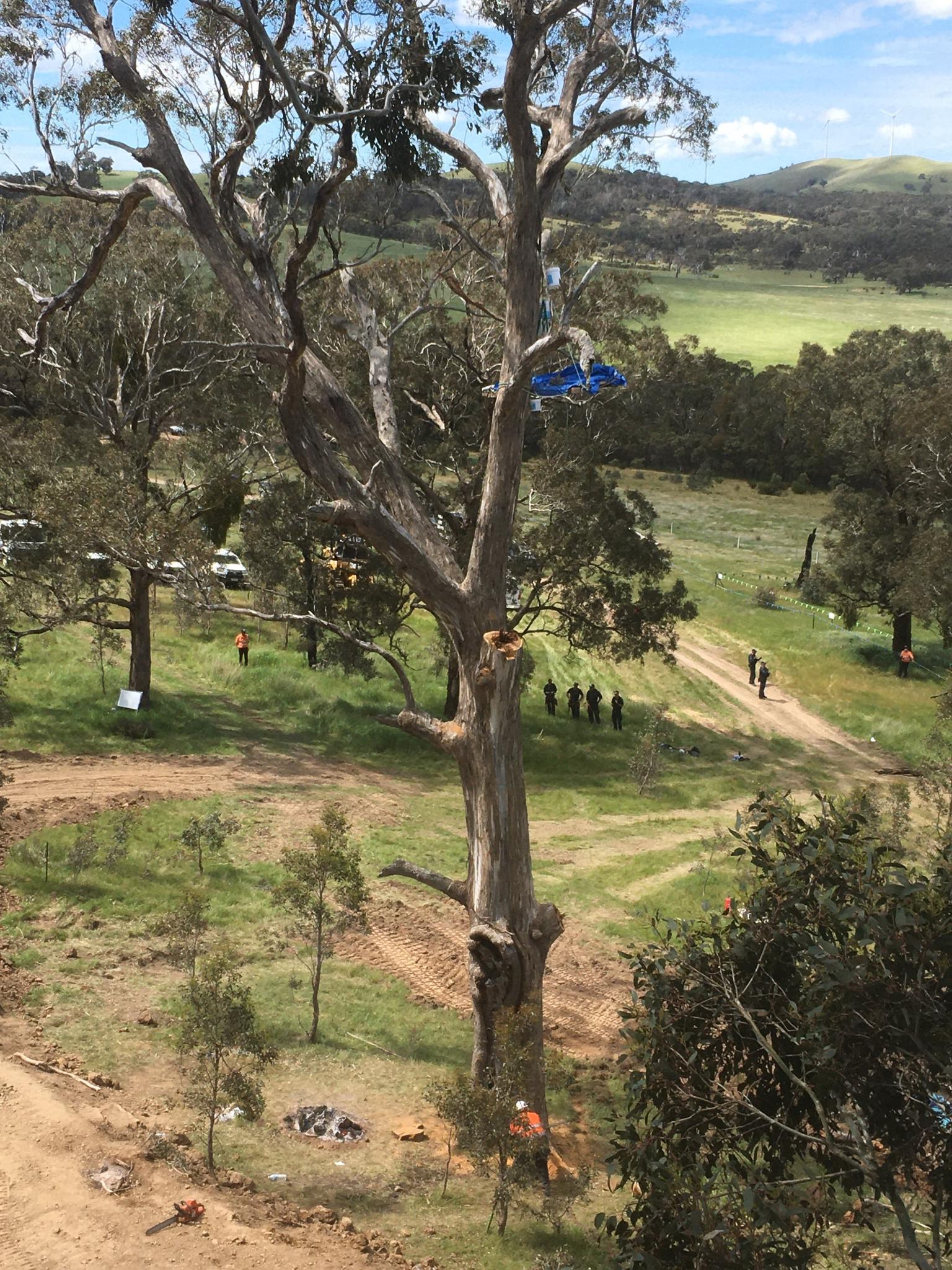 Photograph of Sacred Birthing Trees on Djab Wurrung land, police and contractors can be seen walking below.