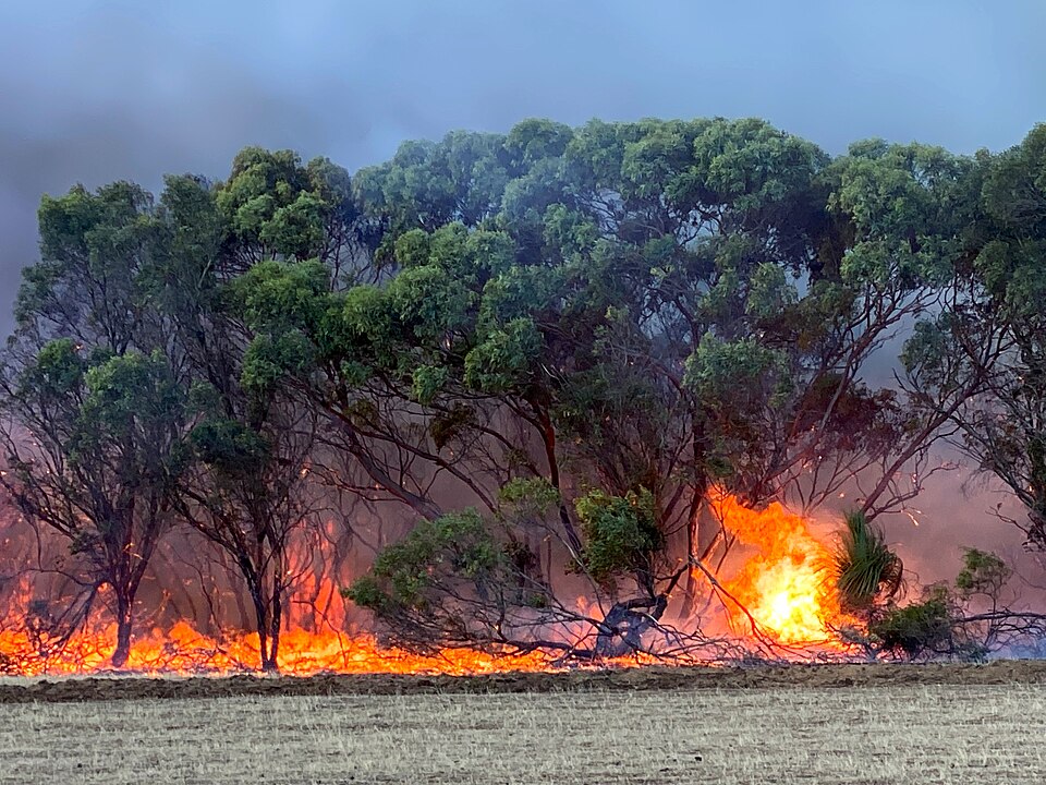 Fires burn ground cover beneath trees on Kangaroo Island. Smoke surrounds the trees.