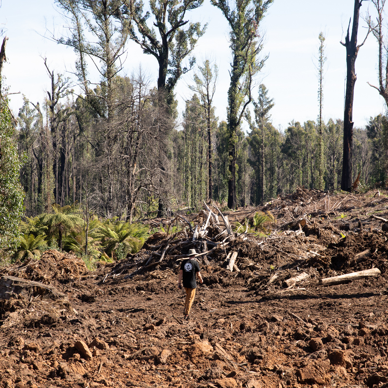 A photograph of a new clearing made by the felling of native forest trees. A person wearing a Goongerah Environment Centre shirt is walking through the clearing with their back to the camera. The forest is visible in the background.