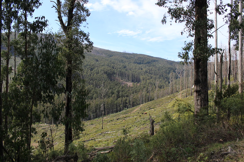 Trees frame a landscape view of a logged clearing, with tree stumps scattered over exposed grassland and blue sky in the background. 