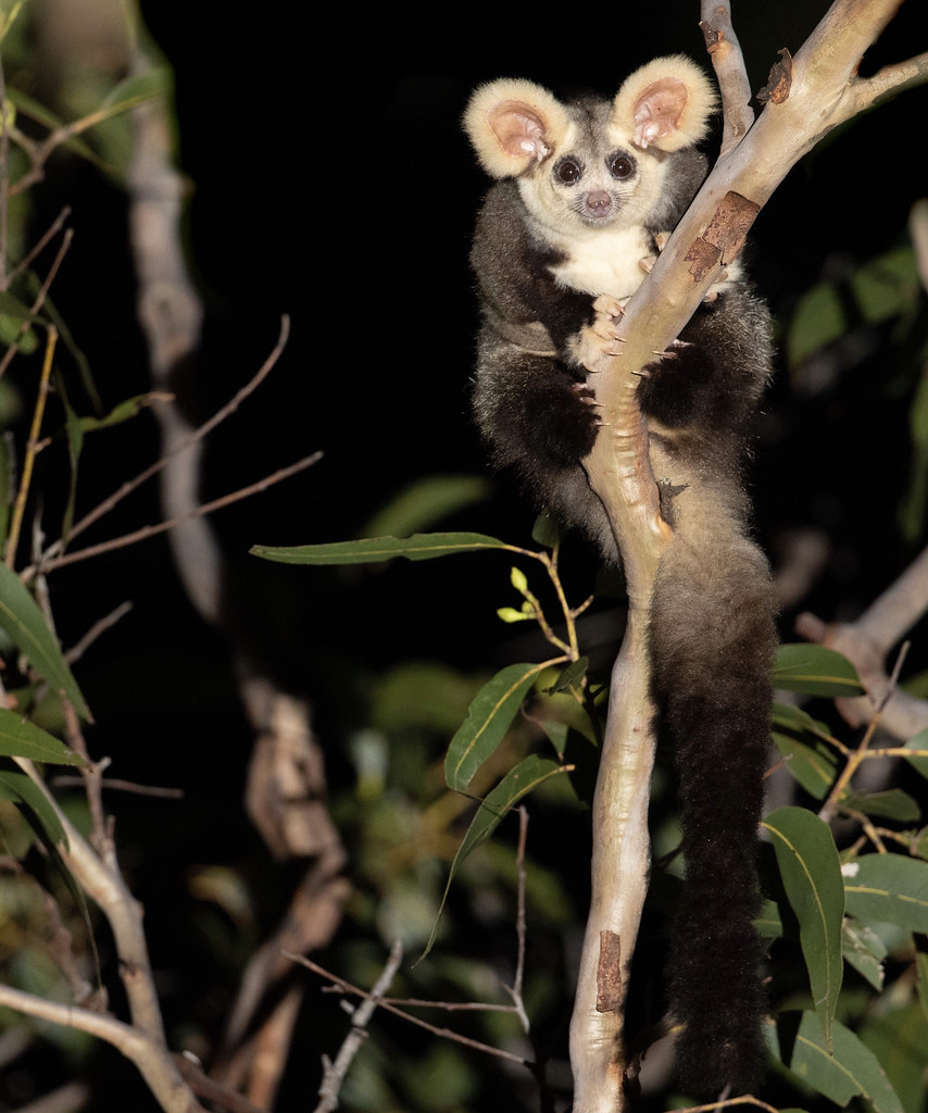 A Great Glider sits within a tree within the Forests of the Central West, looking directly at the camera. Green forest is within the background.