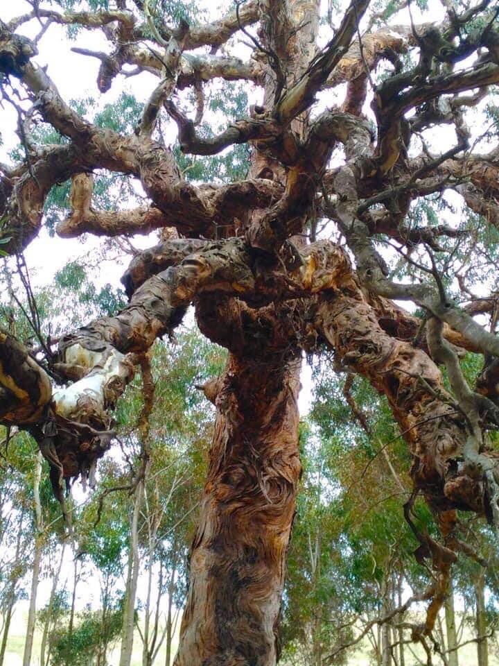 The Directions Tree on Djab Wurrung women's country, felled by the Andrews Government