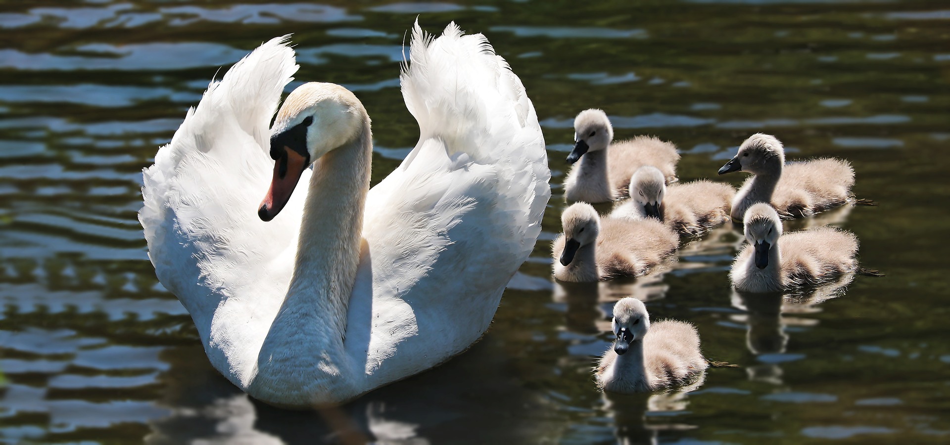 A white adult swan floating on water, with five young close beside