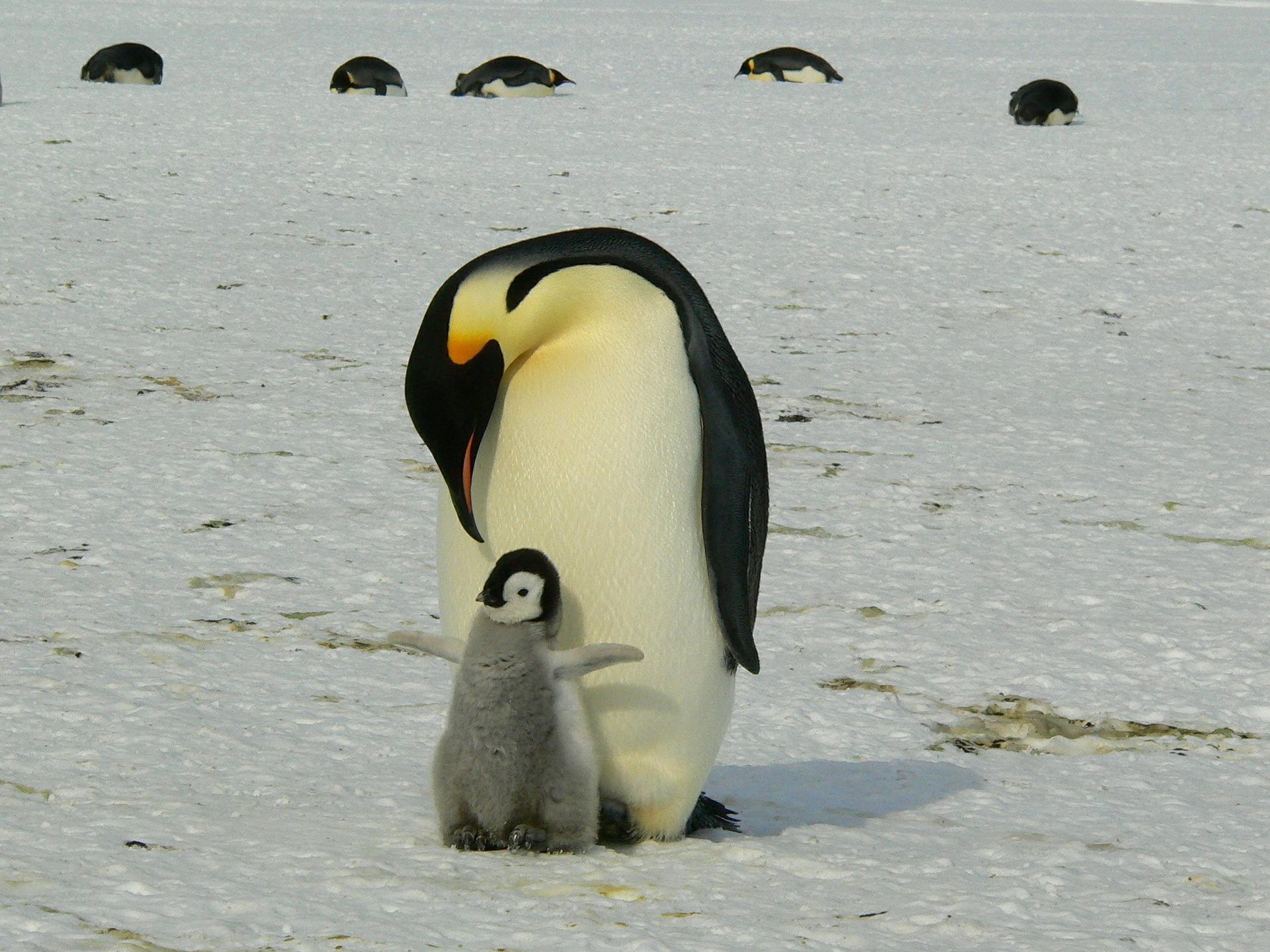 A large penguin standing in the ice, a smaller penguin huddled close by its side.
