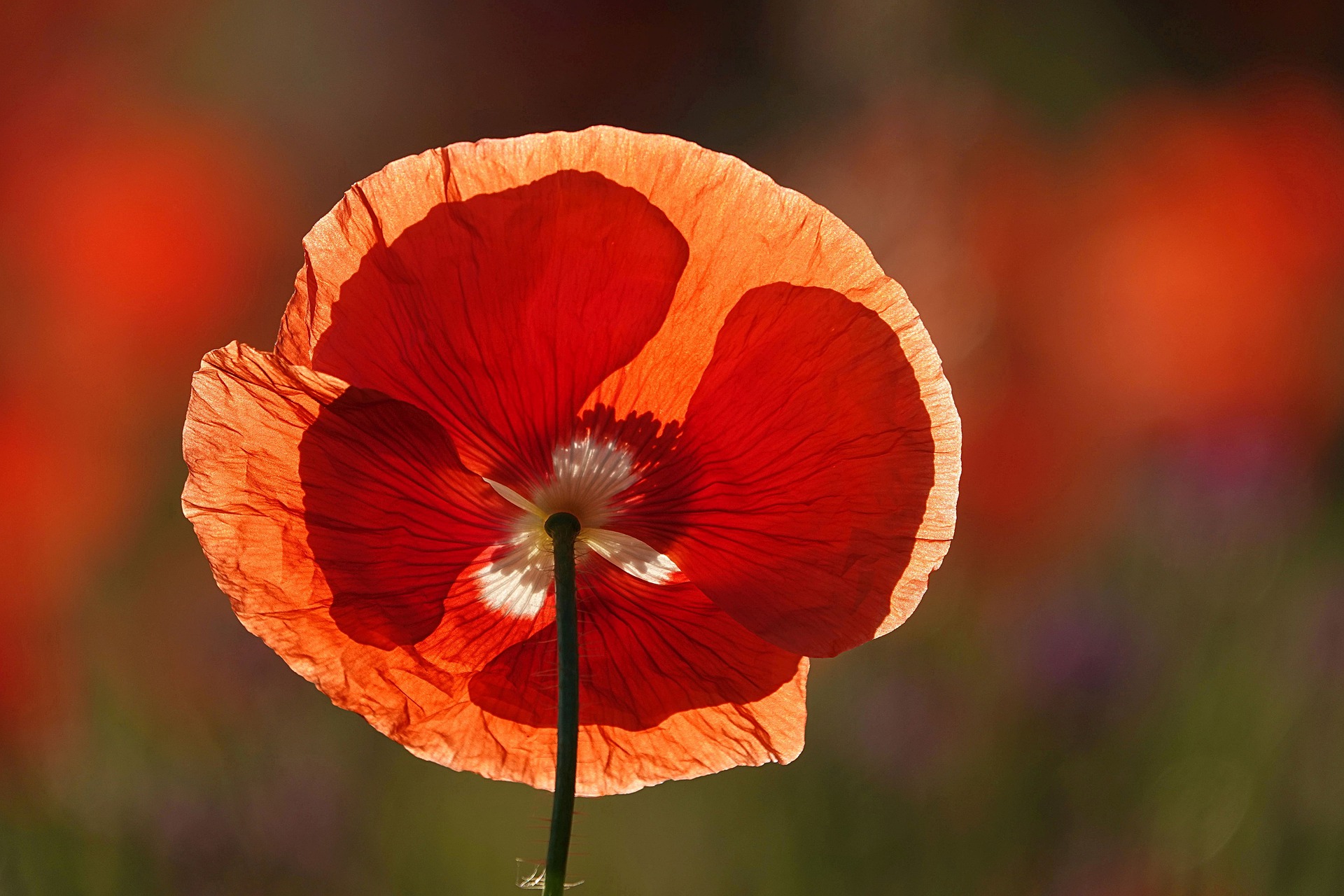 A red single red poppy in a field