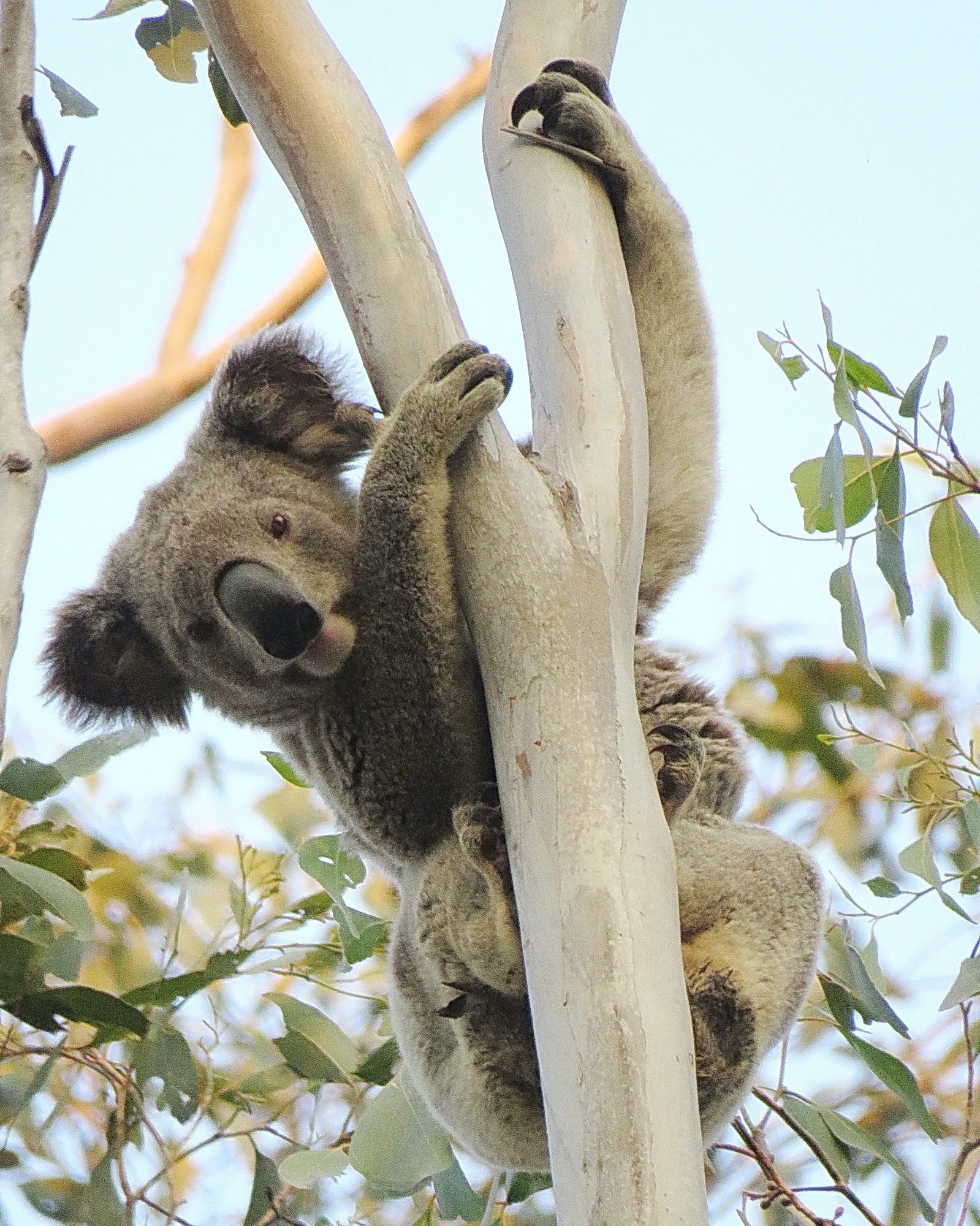 How long have koalas been in Australia? How long can they last? PHOTO Dailan Pugh