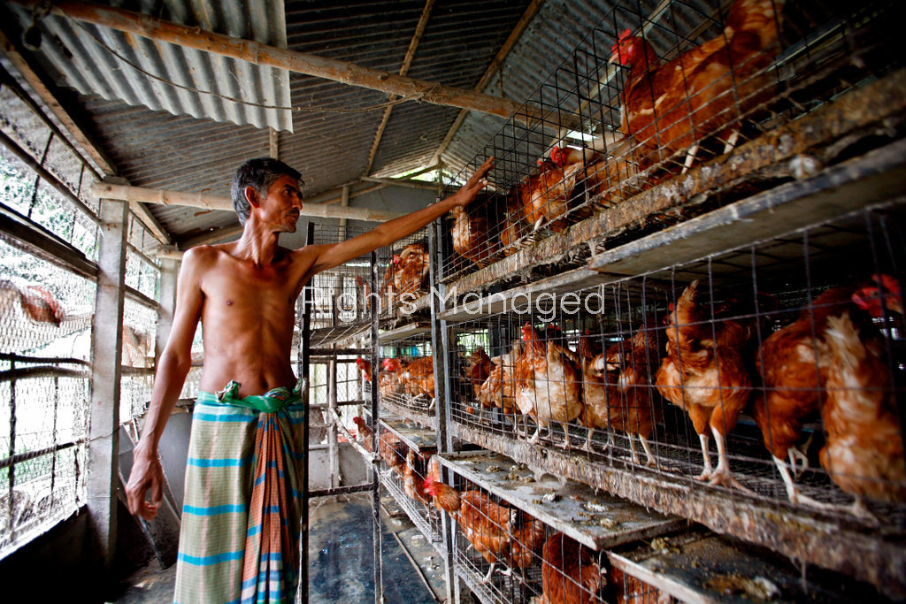 Poultry Farmer M Korban in Bangla Desh loses 1/3 chickens to heatstroke. Photo Orjan Ellingrag/Alamy