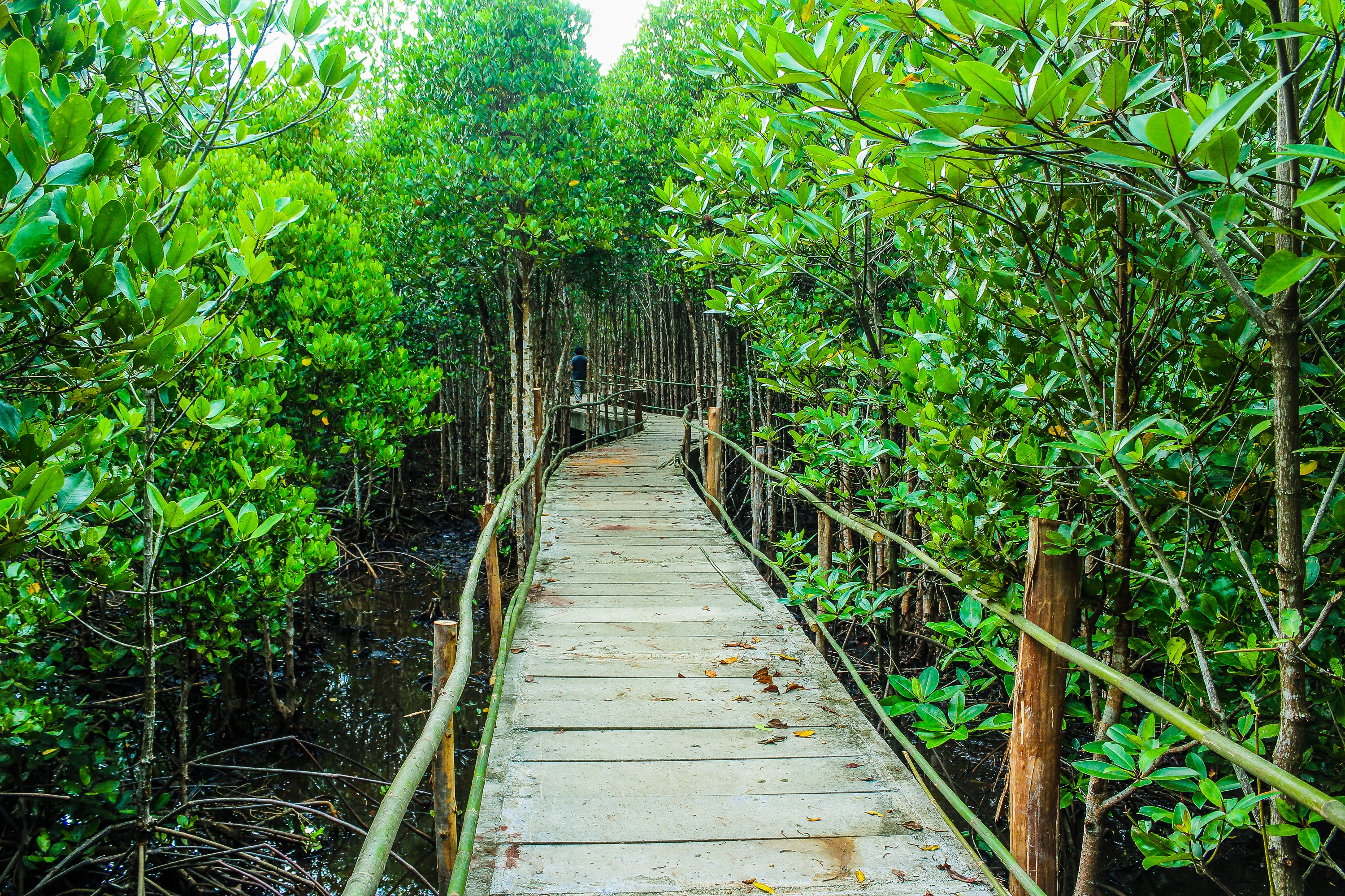 Nature-based solutions may include restoring and conserving mangrove forests and coral reefs to enhance resilience to coastal flooding and sea level risePhoto by icon0.com from Pexels