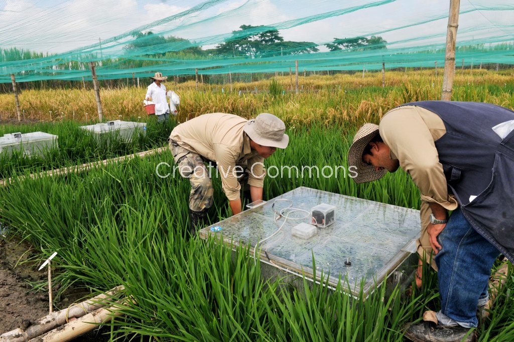 Rice Methane Research Colombia. Photography: Neil Palmer CIAT