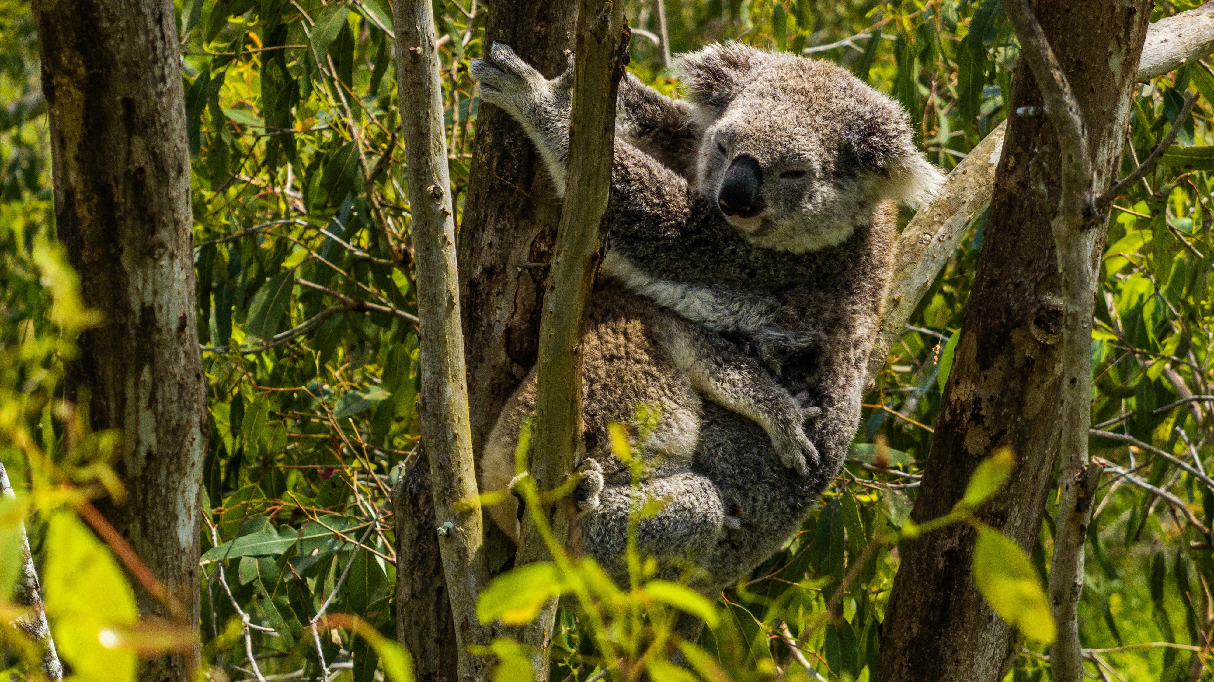 Koala and their babies can breathe easy for the moment. Photo Wilderness Australia