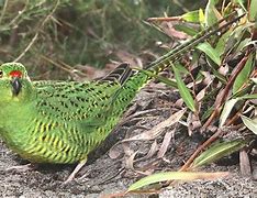 The Fabled Night Parrot is one of the most elusive and mysterious birds in the world, 