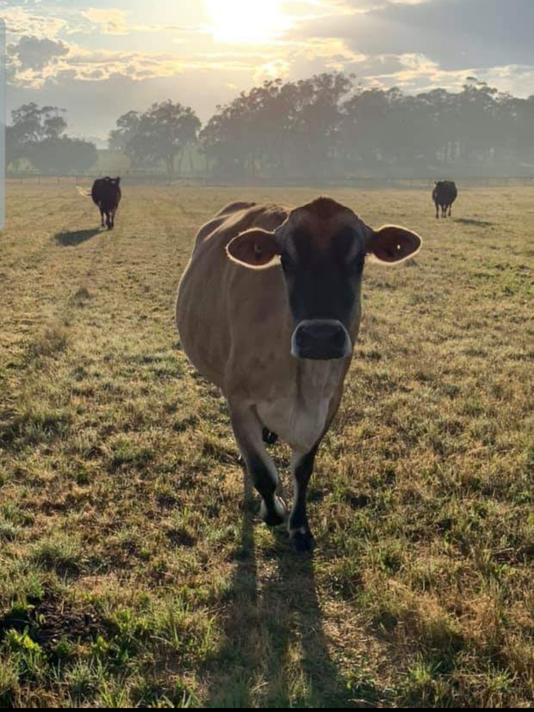 Photo of a cow in a field with two cows in the distance.
