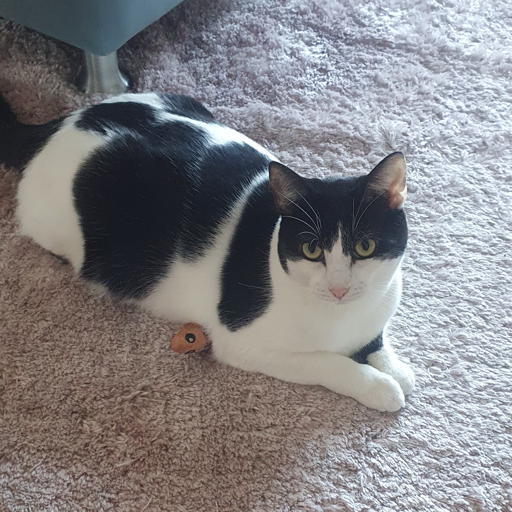 A black and white cat