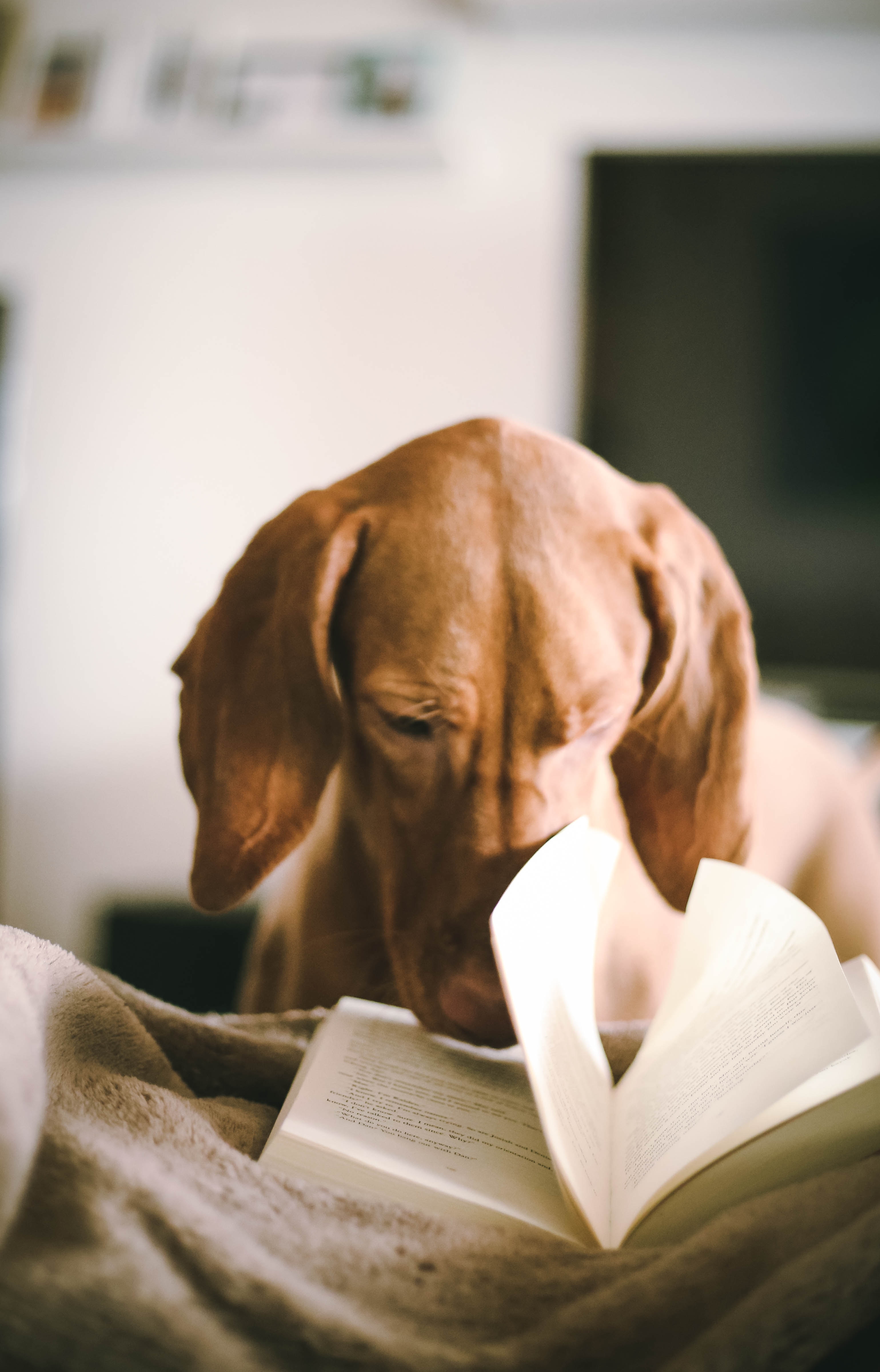 Photo of dog reading a book