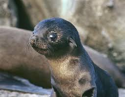 Cape Fur Seal pup