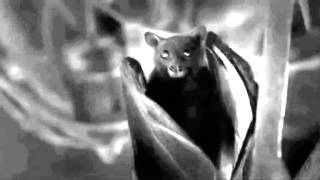 Black and white bat from Universal Poplab song Vampire in You