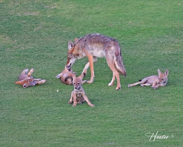 Coyote mum with four pups