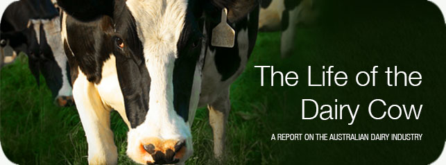 Voiceless report - The Life of the Dairy Cow