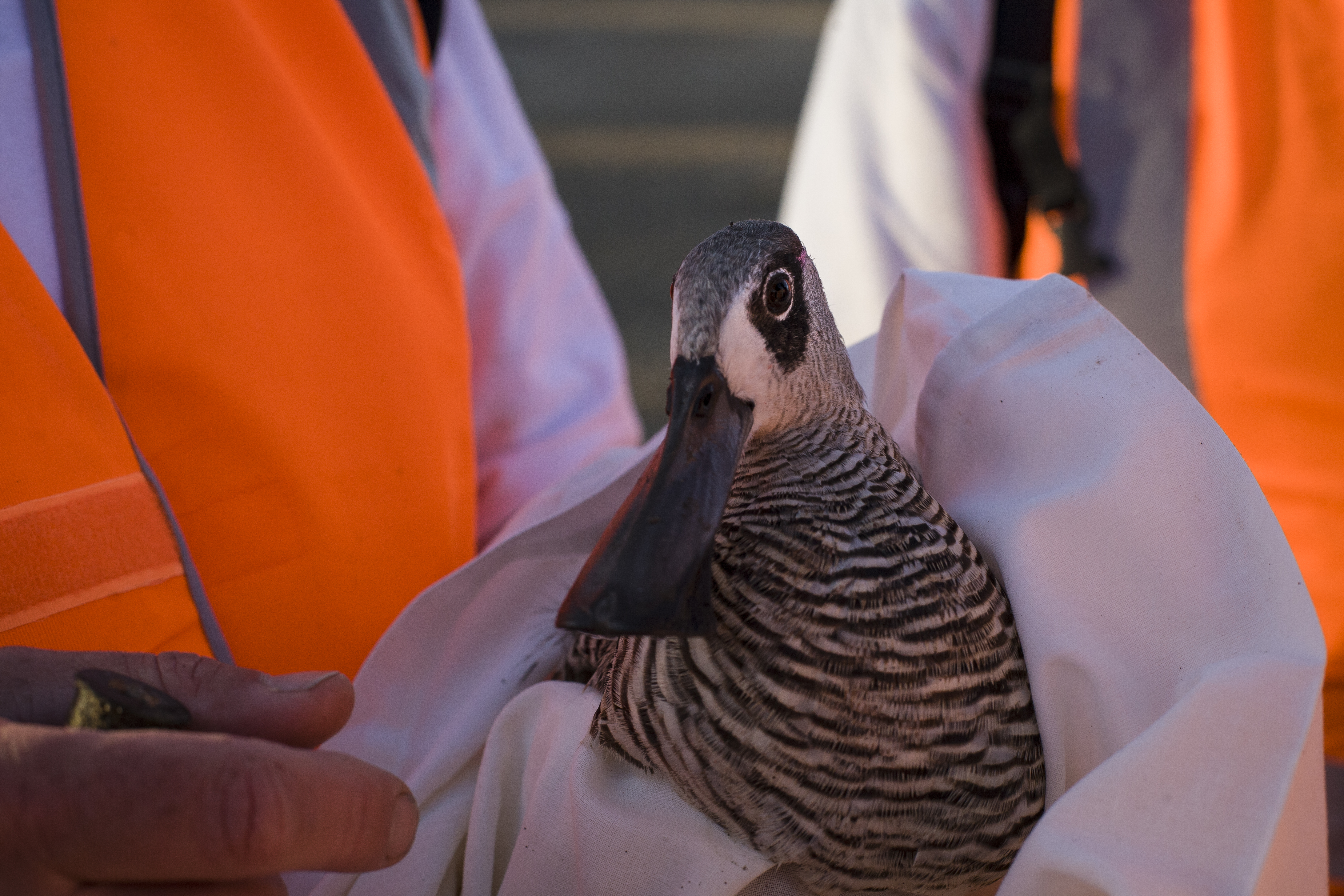  rescued pink-eared duck image