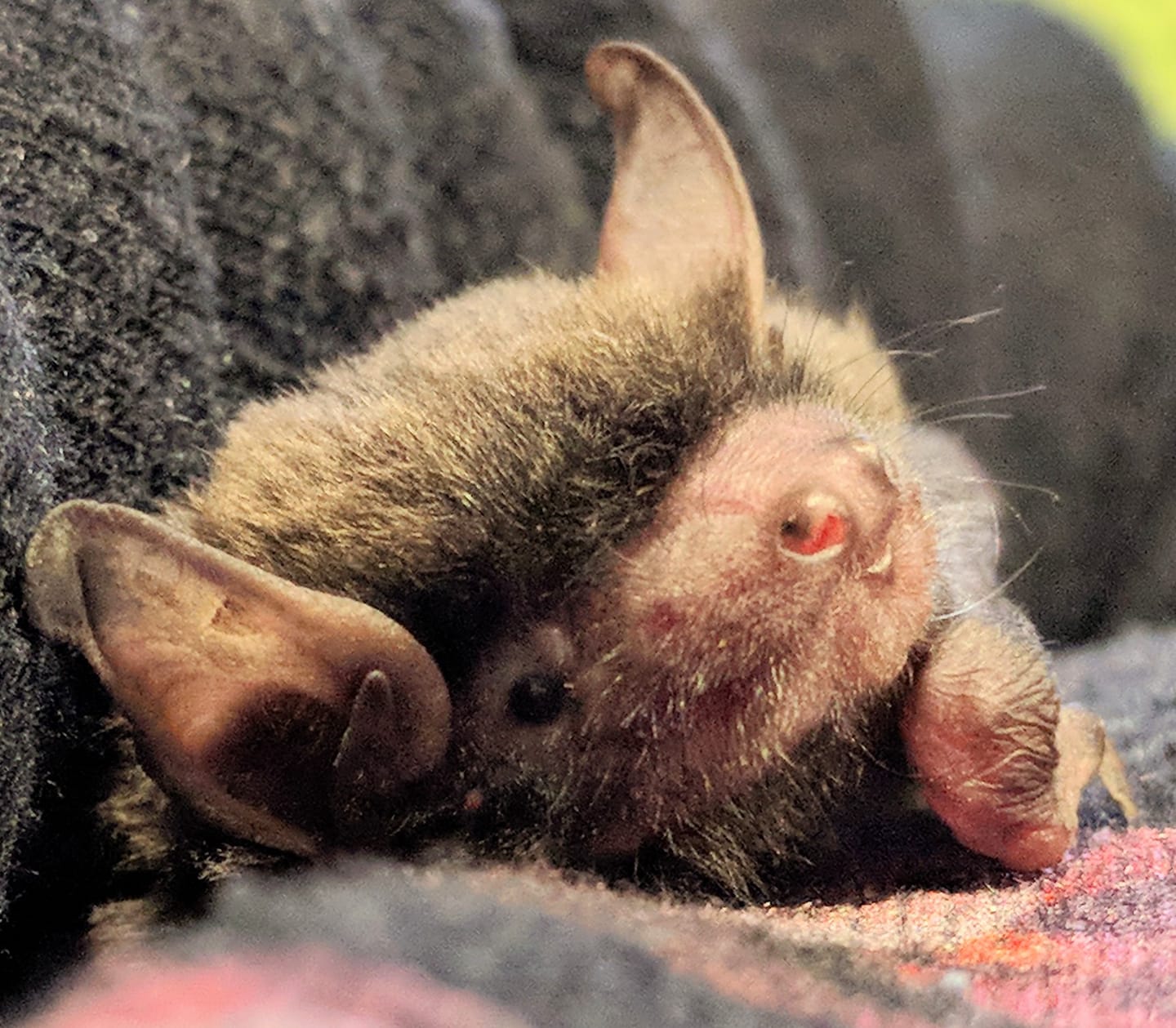 Eastern Falsistrelle bat, pic by Microbats of Melbourne