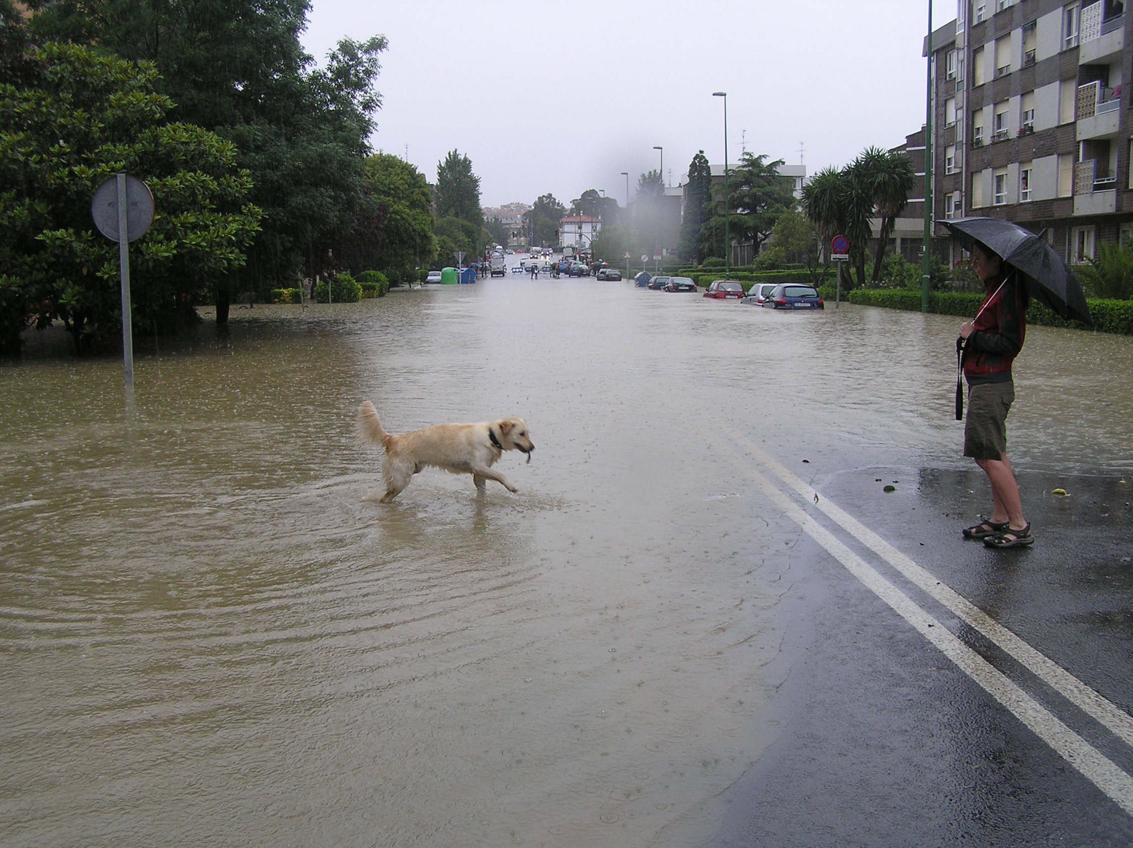 Dog next to flood waters