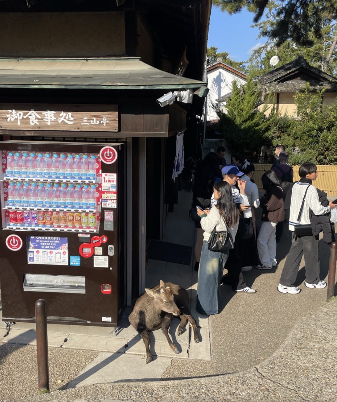 A photo of a deer at Nara Park in Japan lying down next to a vending machine.