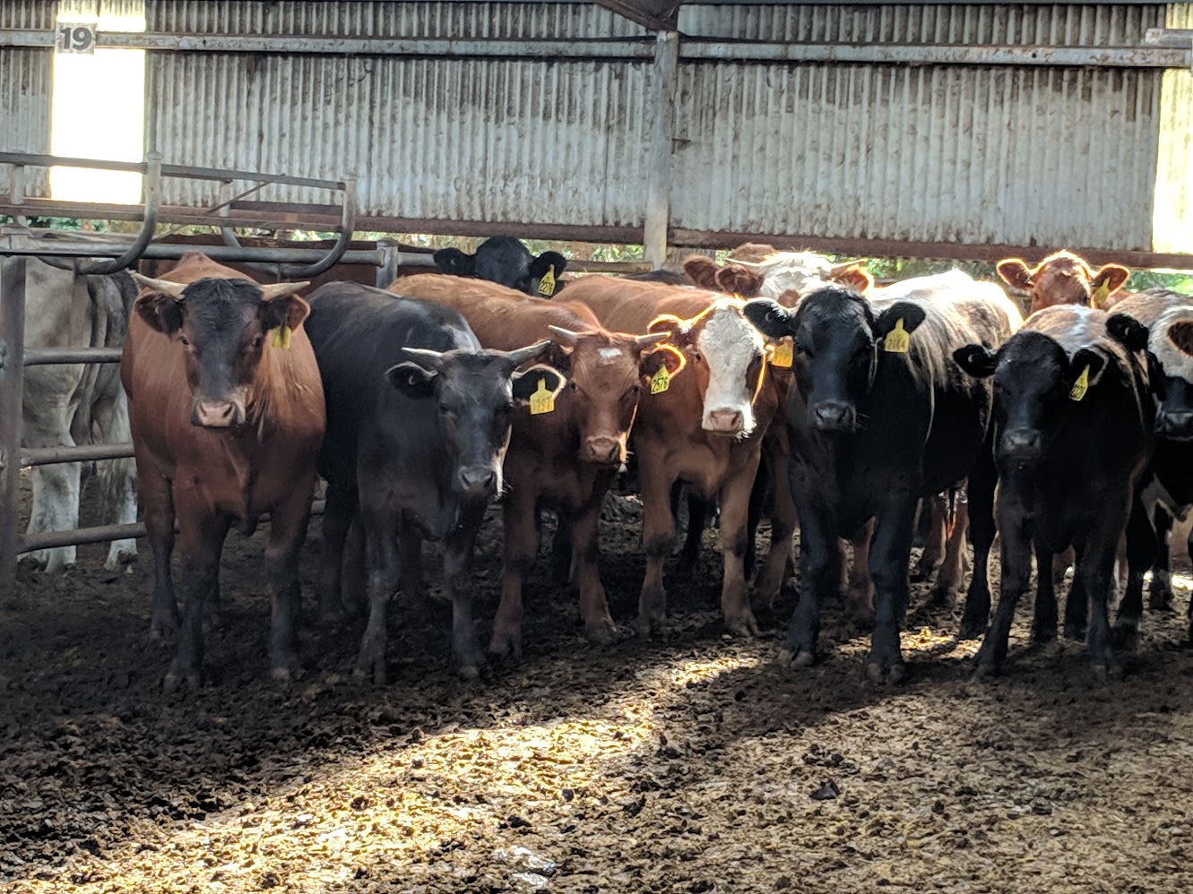 Lives waiting to be sold in a sale yard. Photo by Betty Melon
