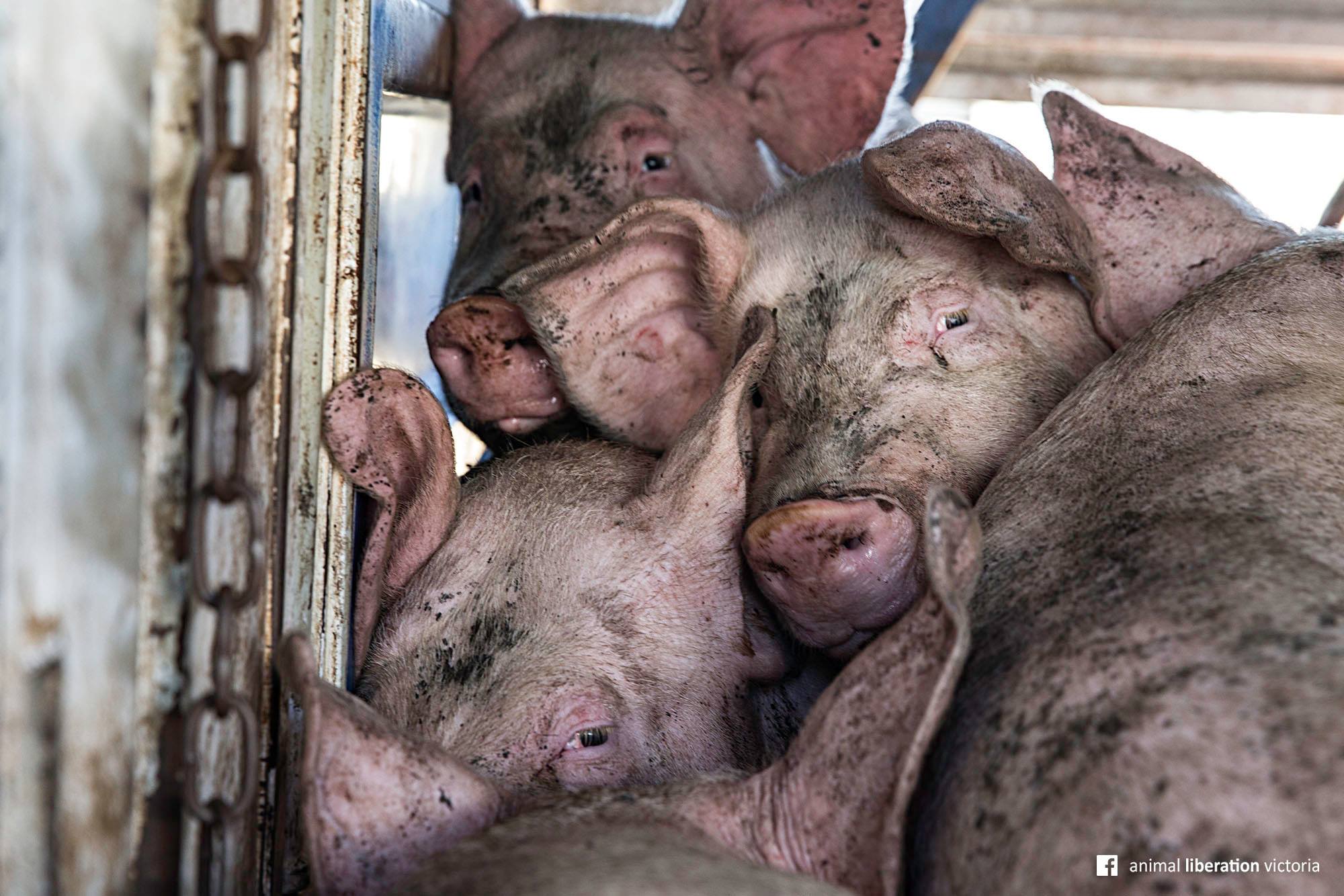 Five pigs in the back of a truck, cramped, dirty and looking at the camera