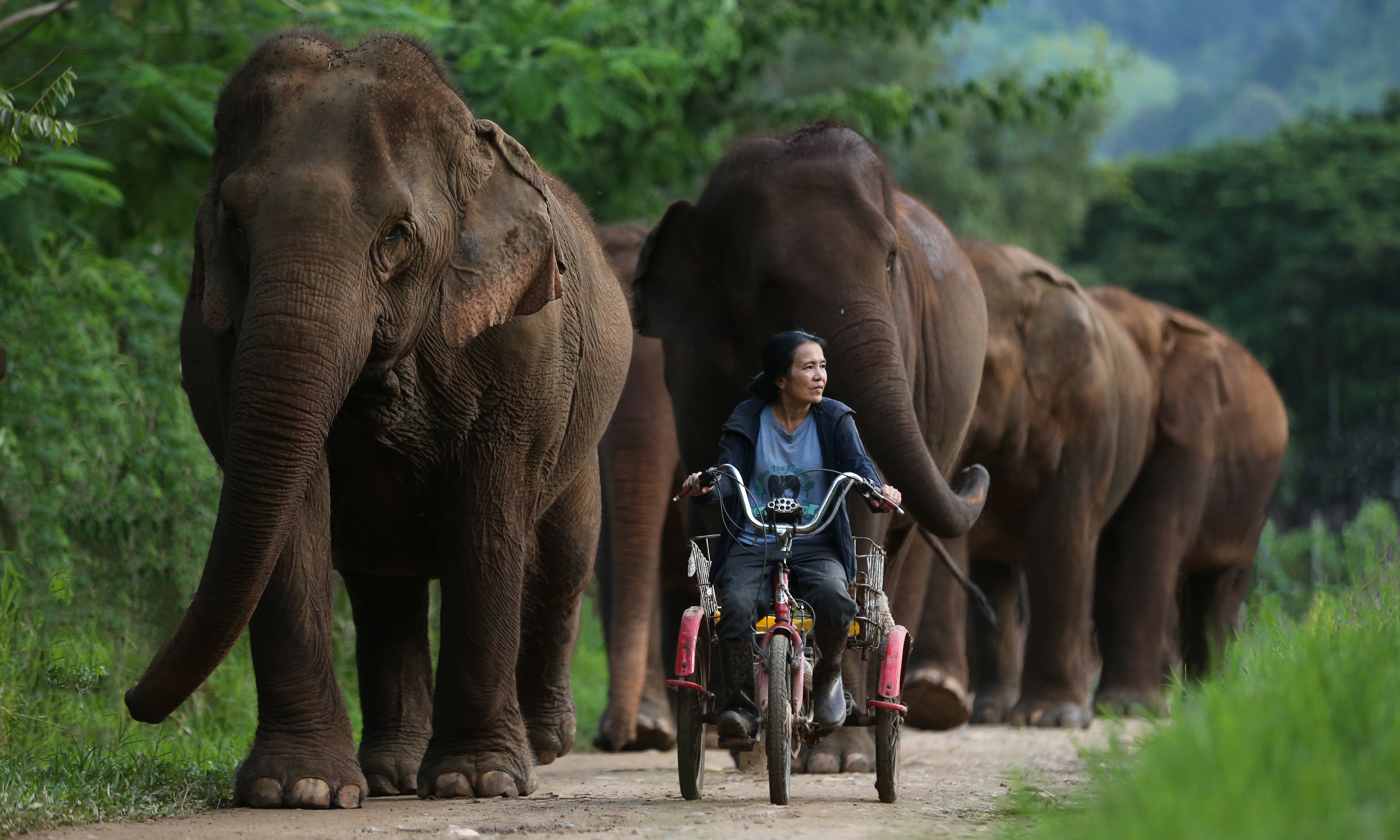 Lek Chailert with the Kham Lha herd of elephants. Photo courtesy of Save Elephant Foundation. 