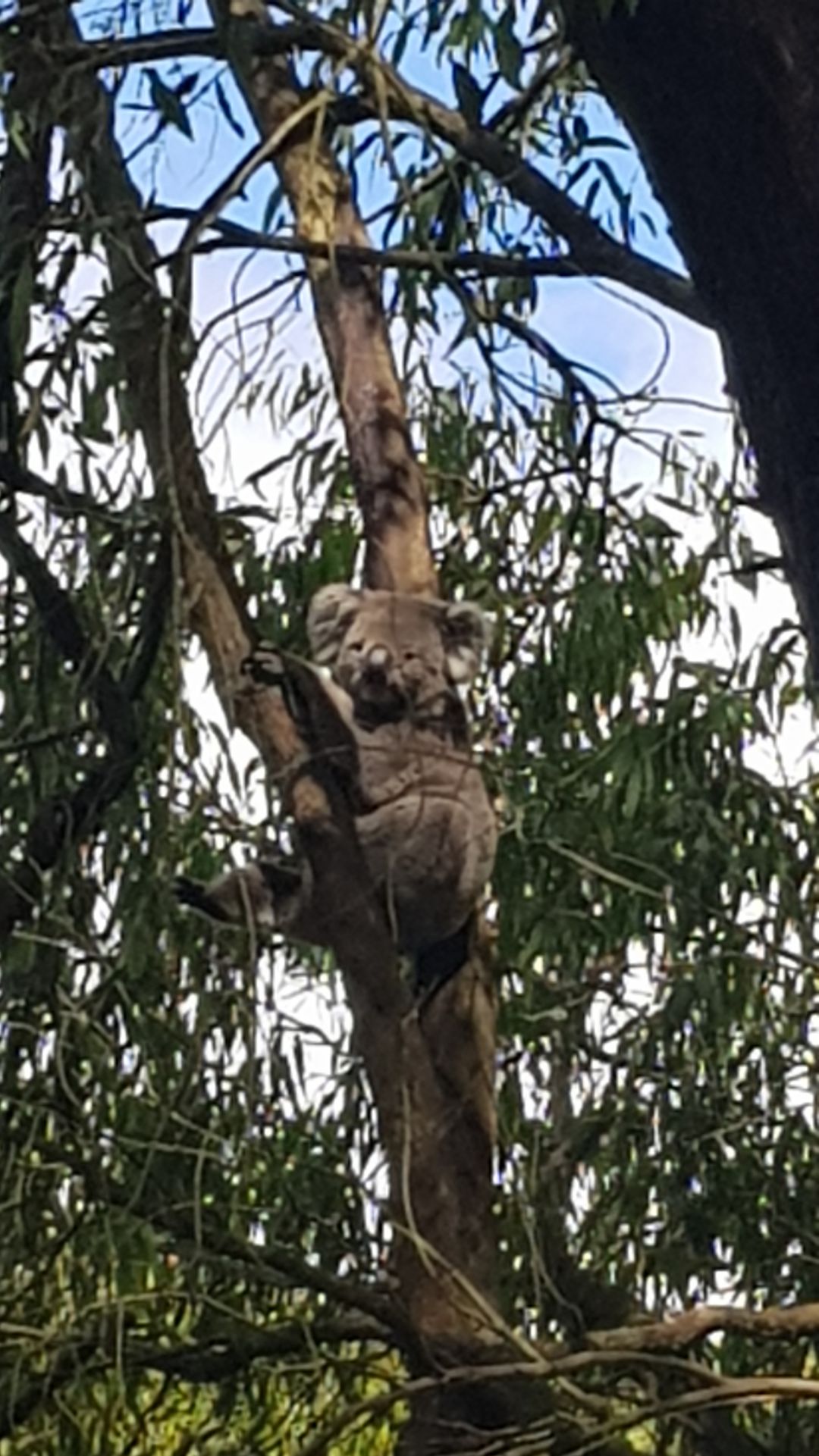 Photo of a koala in a eucalyptus tree on Bunurong Country. Photo by R. Weekes