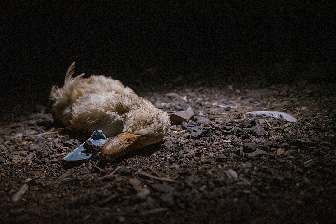 Dead duck laying in the dark.
