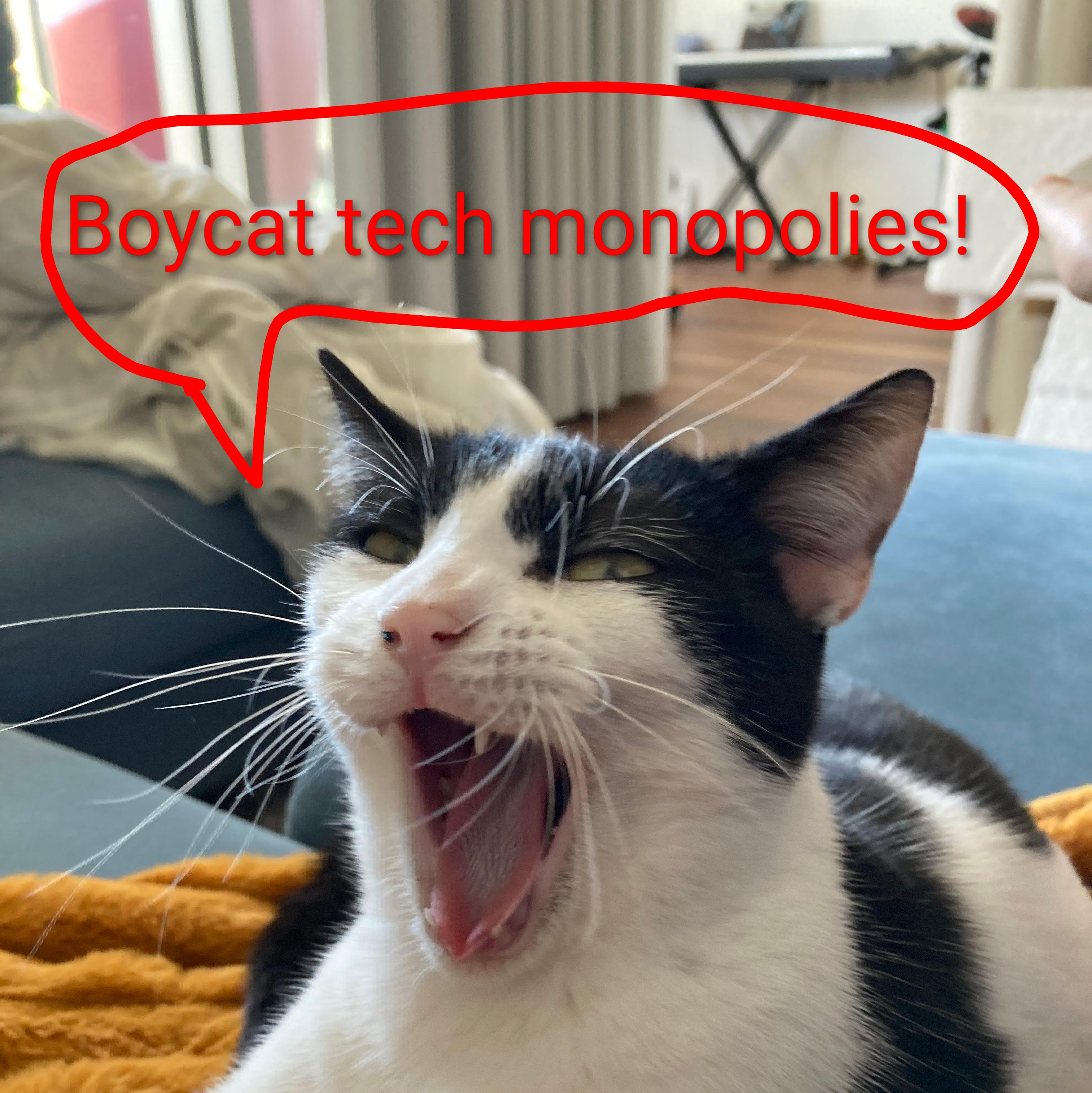 Angry cat with a speech bubble reading: ‘Boycat tech monopolies!’